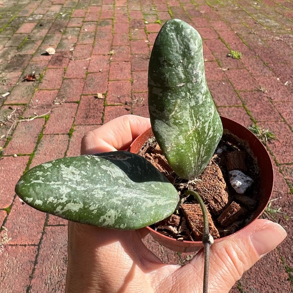 Hoya Sigillatis AH 001 sp. Borneo - Picture 5 of 11